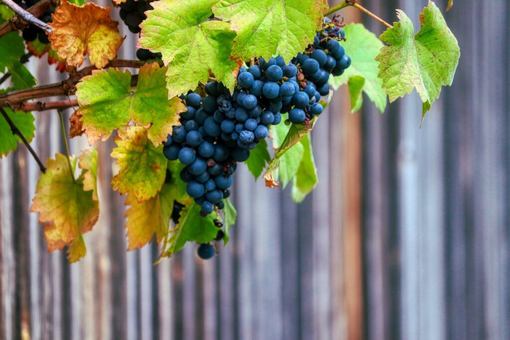 Wine harvest at a glance...by 5 and 1 Greek wineries & Estates