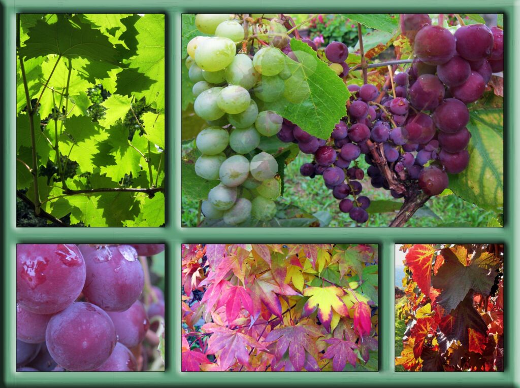 Wine harvest at a glance...by 5 and 1 Greek wineries & Estates